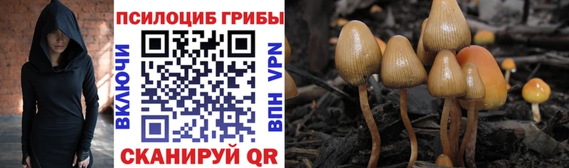 ОМГ ОМГ   Майский  Псилоцибиновые грибы Psilocybine cubensis 